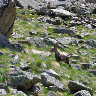 From Pont to Rif. Vittorio Emanuele II - Ibex